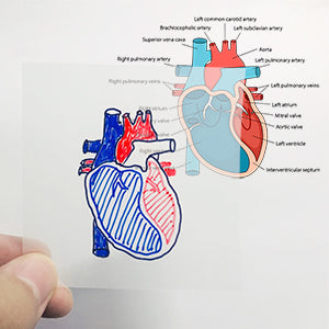 Transparent Sticky Notes