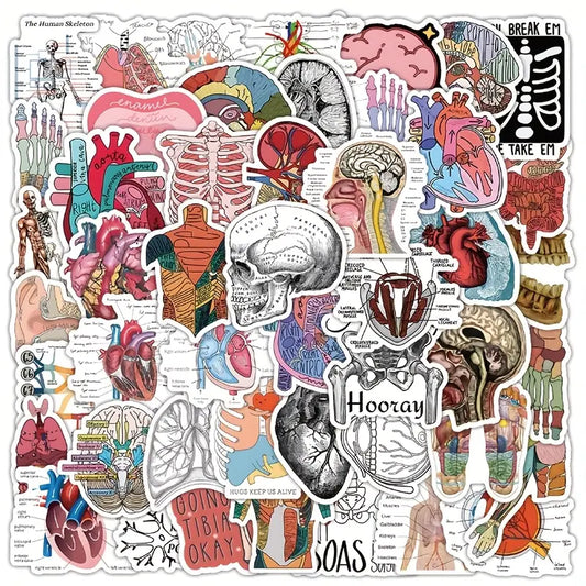 Anatomy Sticker Pack – 50 Pieces
